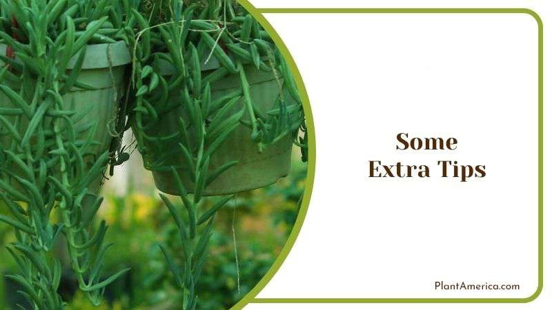 Some Extra Tips for String of Bananas Propagation Plant America