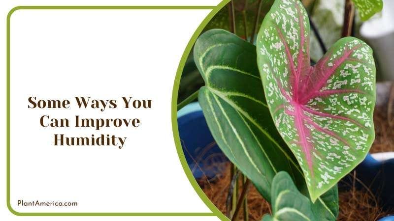 Some Ways You Can Improve Humidity Plant America