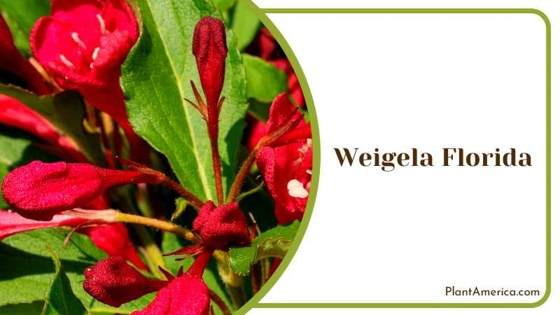 Sonic Bloom Weigela Florida Plant America