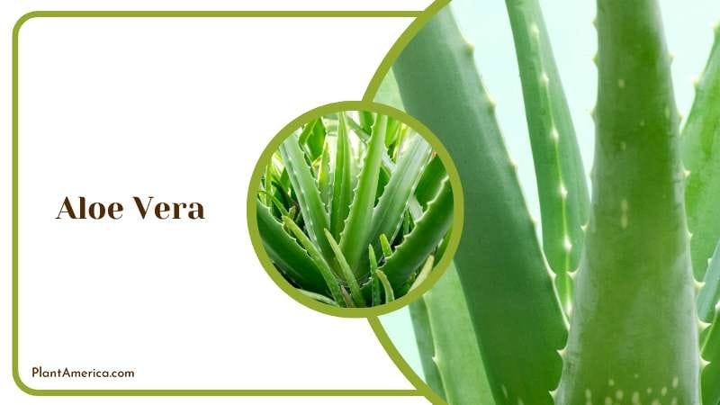 Soothing Aloe Vera Plant America