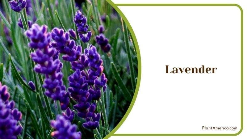 Soothing Aroma of Lavender PlantAmerica