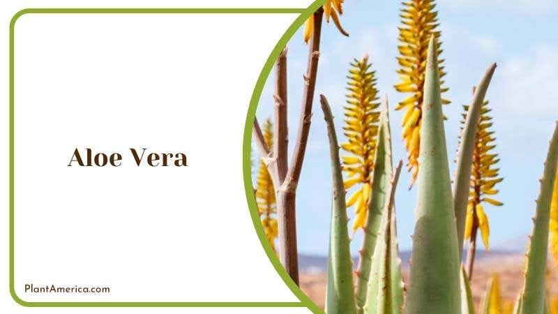 Soothing Succulence of Aloe Vera Plant America