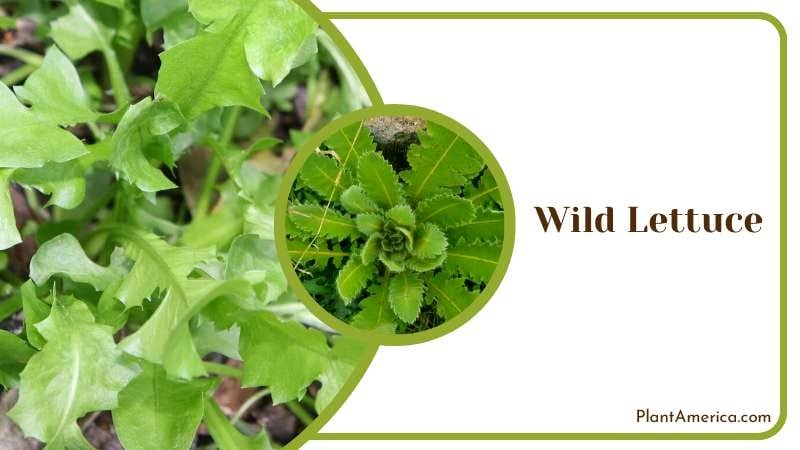 Soothing Wild Lettuce Leaf Plant America