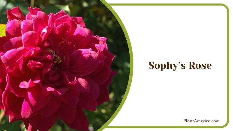 Sophys Rose Plant America