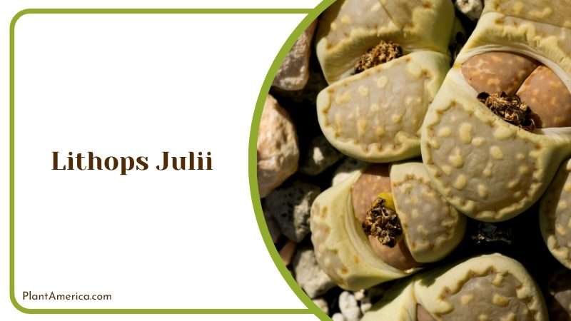 South African Lithops Julii Plant America