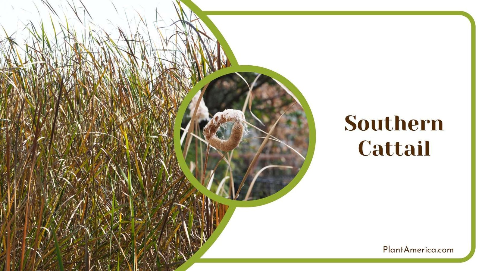 Southern Cattail Plants Plant America