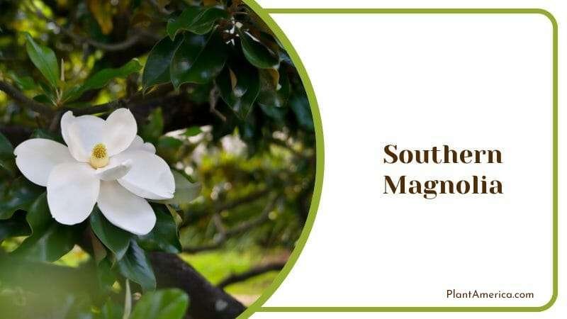 Southern Magnolia Plant America