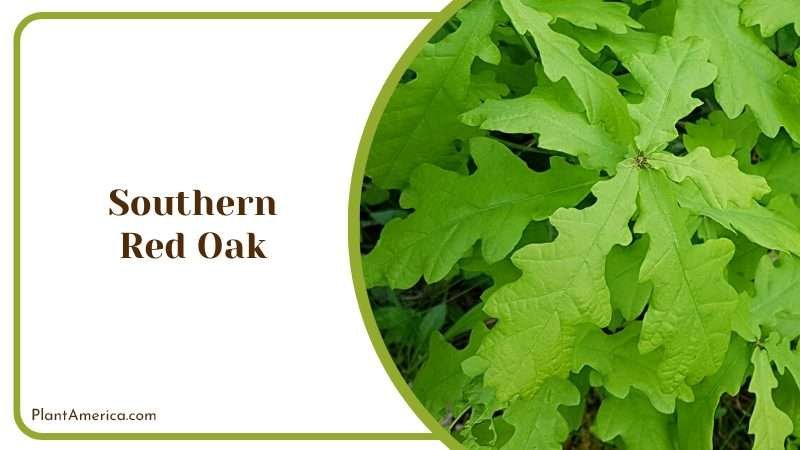 Southern Red Oak Trees Plant America