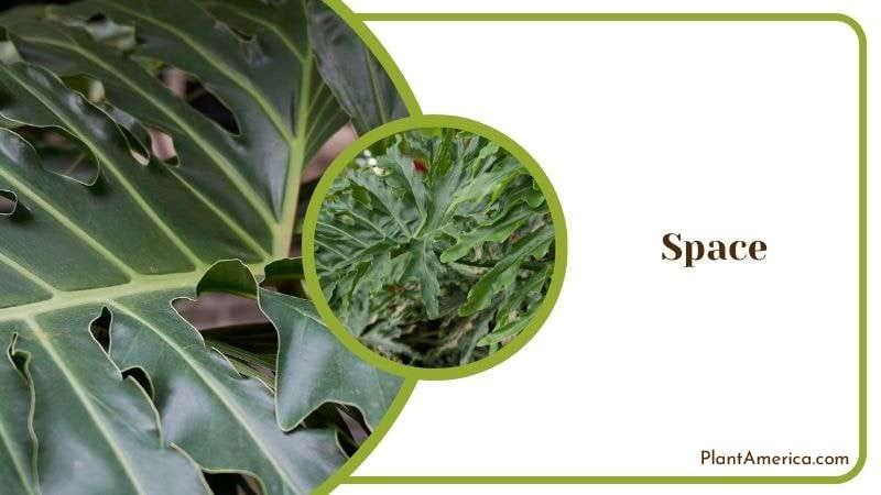 Space Requirements for Philodendron Bipinnatifidum Plant America