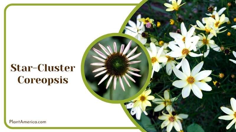 Sparkling Star Cluster Coreopsis Plant America