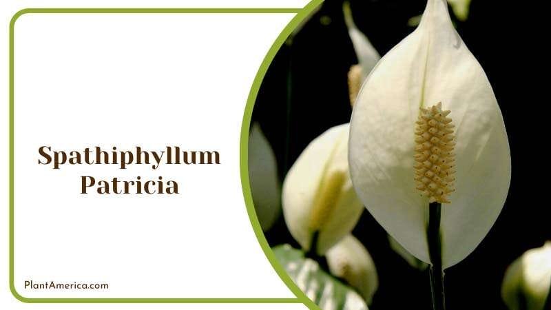 Spathiphyllum Patricia Rich Green Leaves PlantAmerica