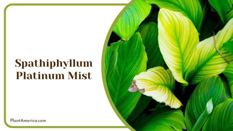 Spathiphyllum Platinum Mist Green Plant PlantAmerica