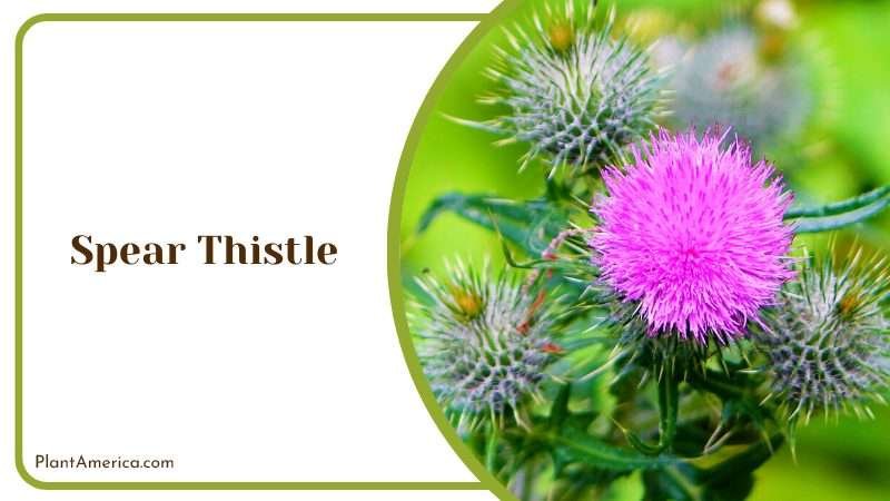 Spear Thistle Weed Plant America
