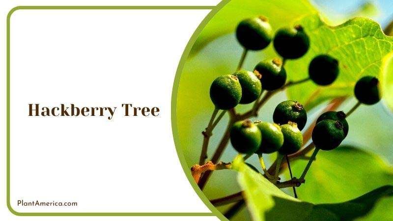 Spearheads Leaves Hackberry Tree Plant America