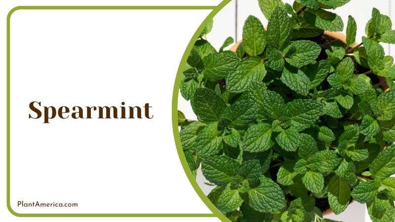 Spearmint strong minty aroma will deter wasps PlantAmerica