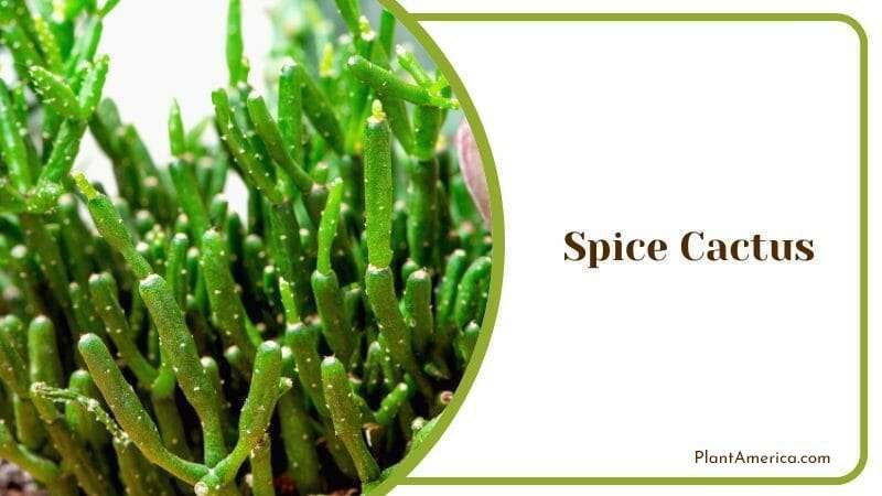 Spice Cactus Plant America