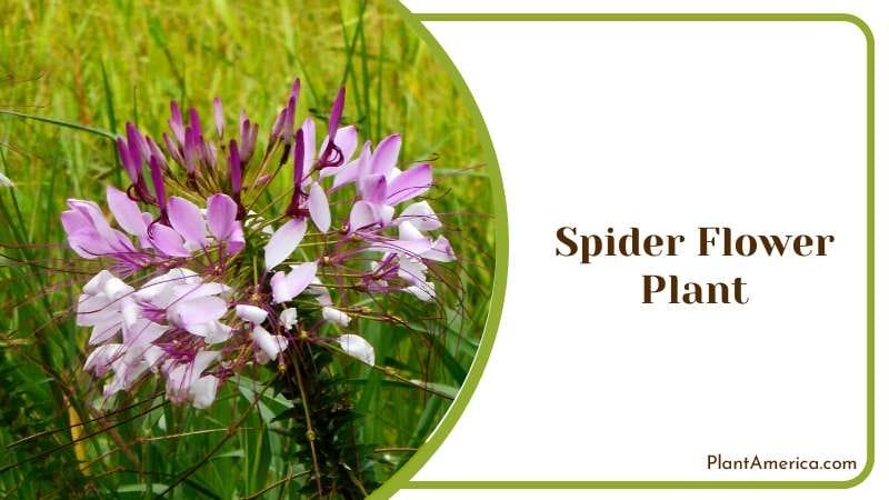 Spider Flower Plant PlantAmerica