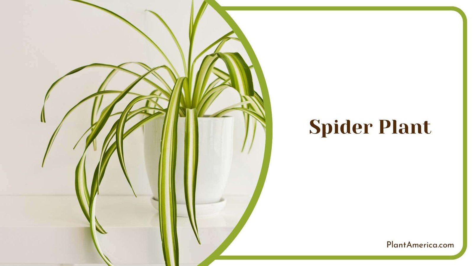 Spider Indoor Plant Plant America 1