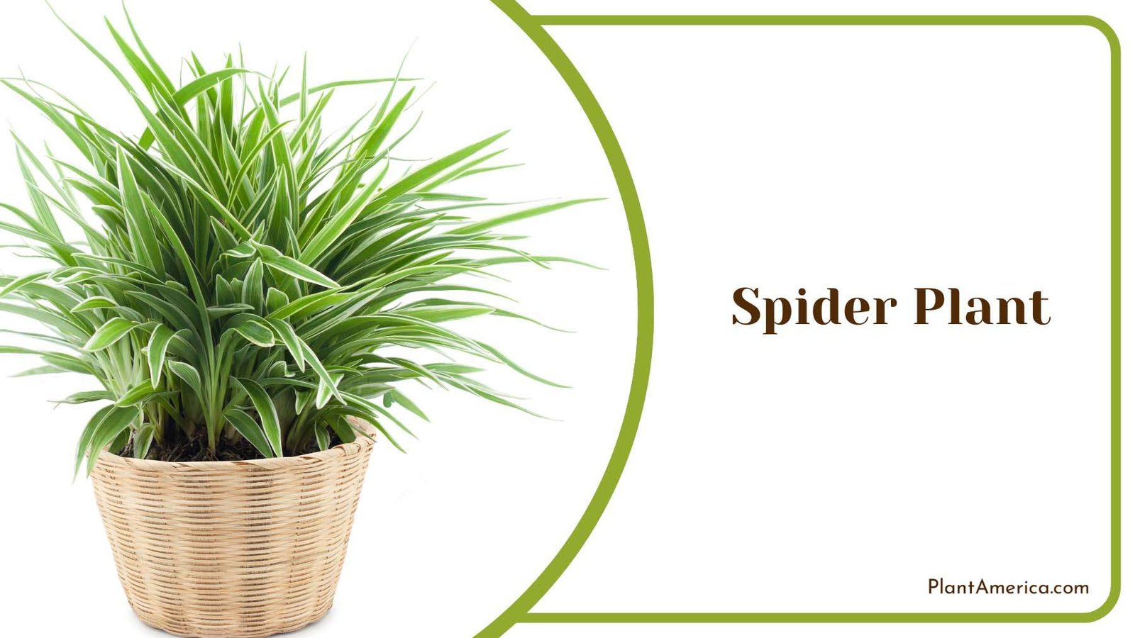Spider Indoor Plant Plant America