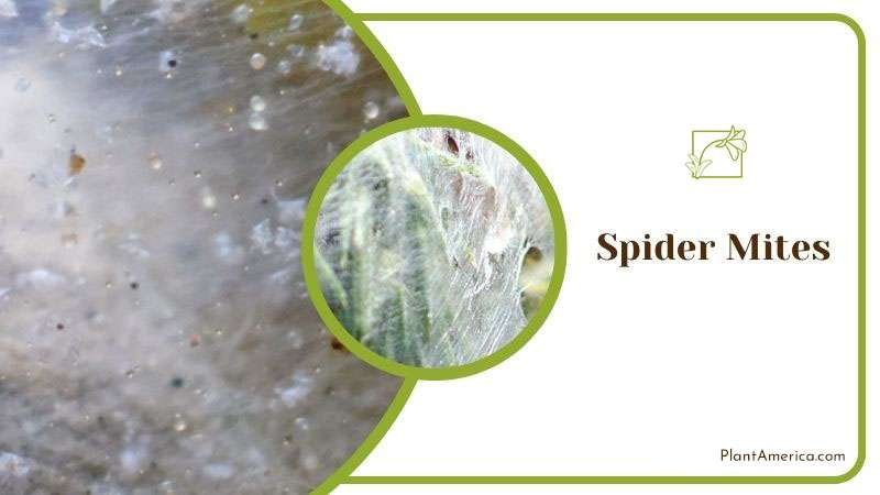 Spider Mites Infestations in Alocasia ~ PlantAmerica