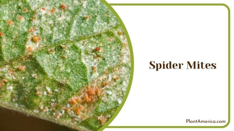 Spider Mites Plant America 1