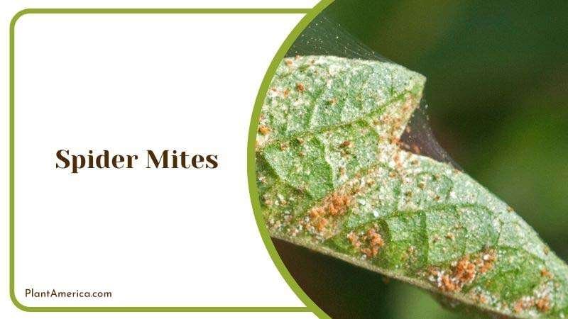 Spider Mites Plant America 3