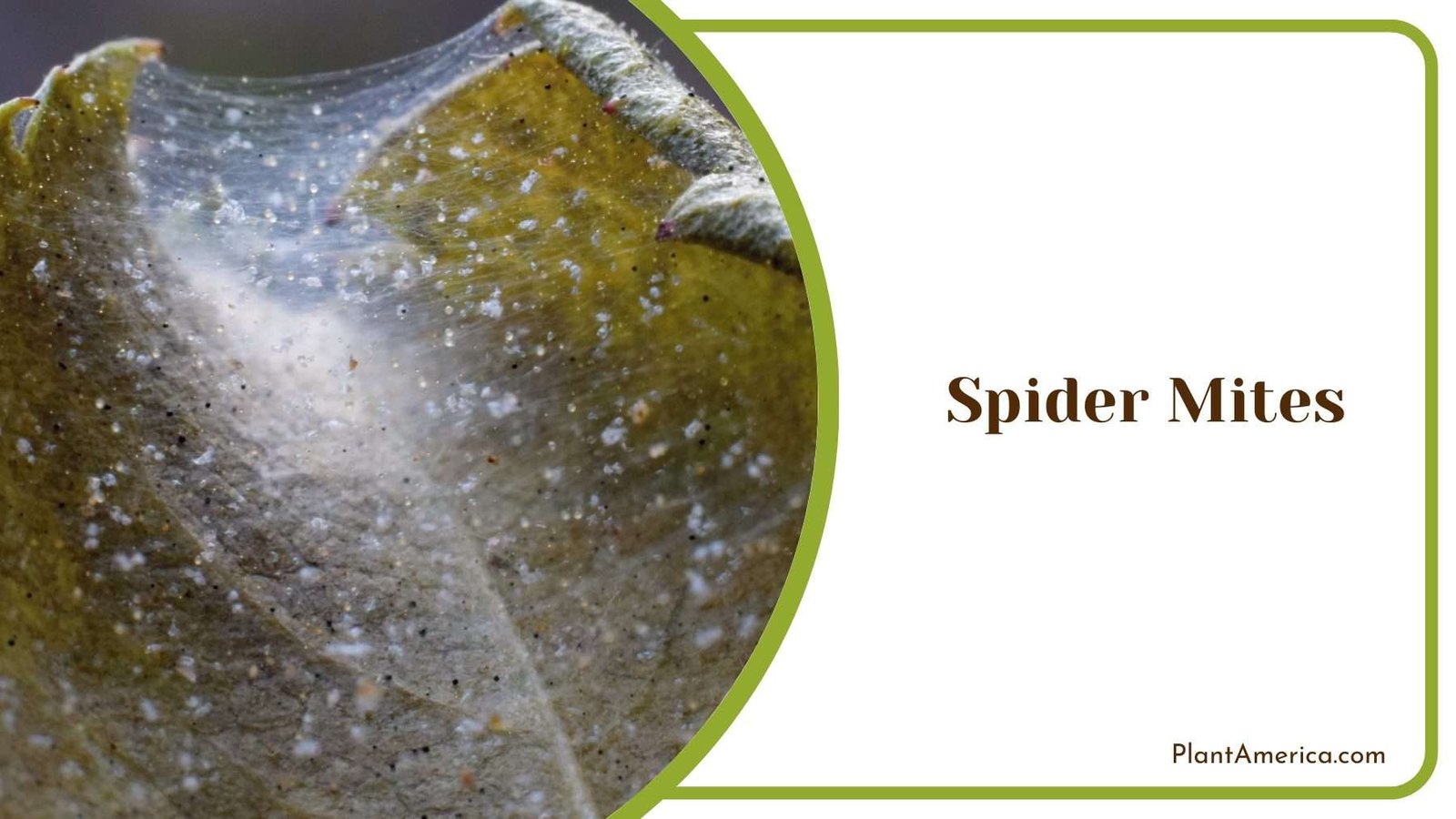 Spider Mites Plant America 4