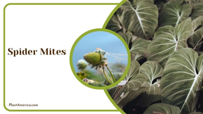 Spider Mites Plant America