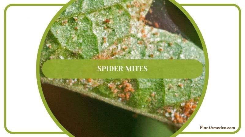 Spider Mites in Philodendron Plants Plant America