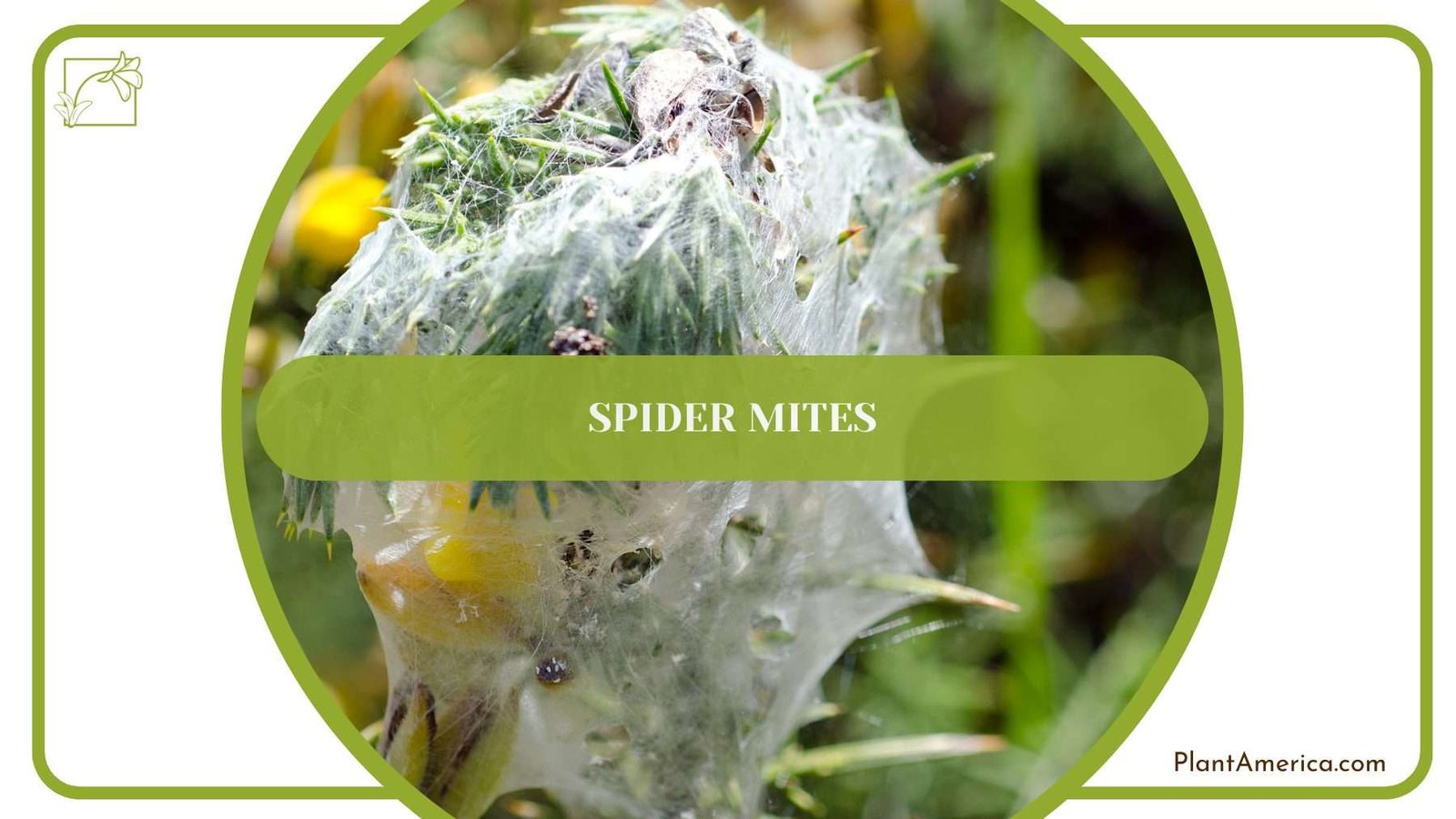 Spider Mites on Donkey Ear Plant PlantAmerica