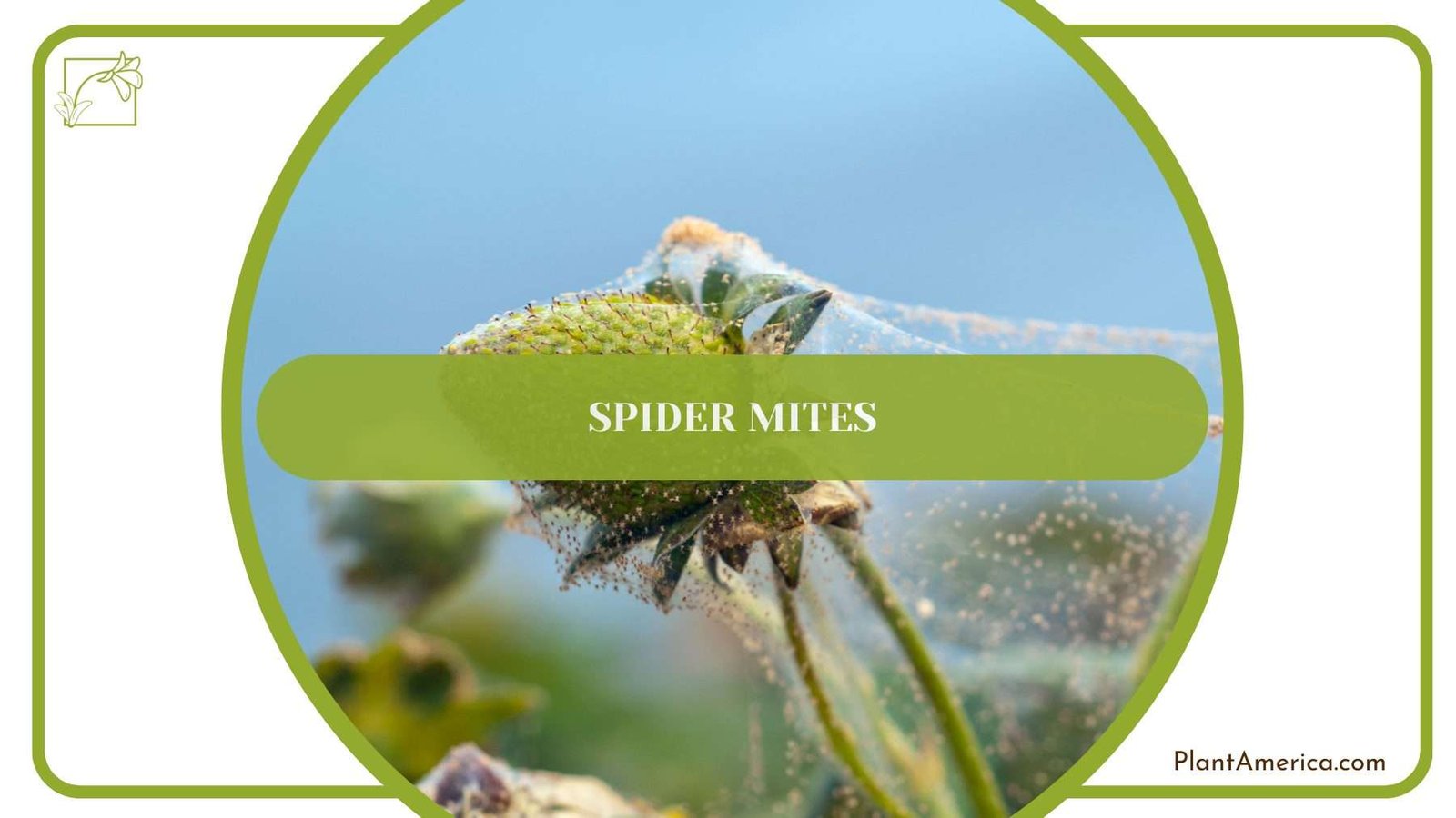 Spider Mites on Plants PlantAmerica