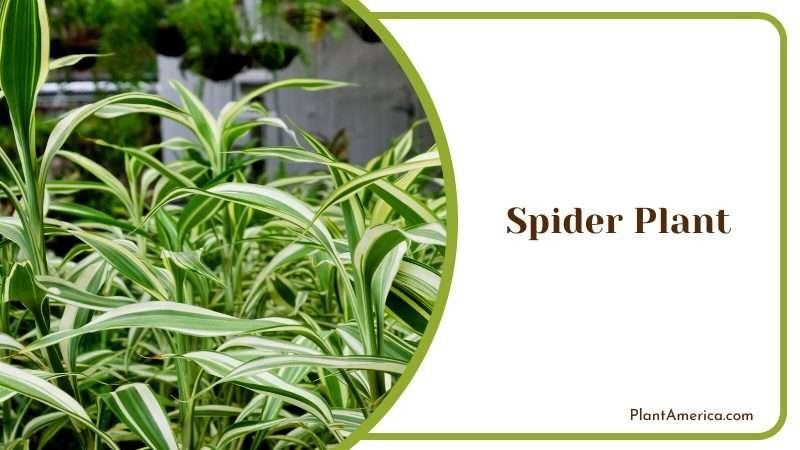Spider Plant Growing Outside Plant America Spider Plant Growing Outside Plant America