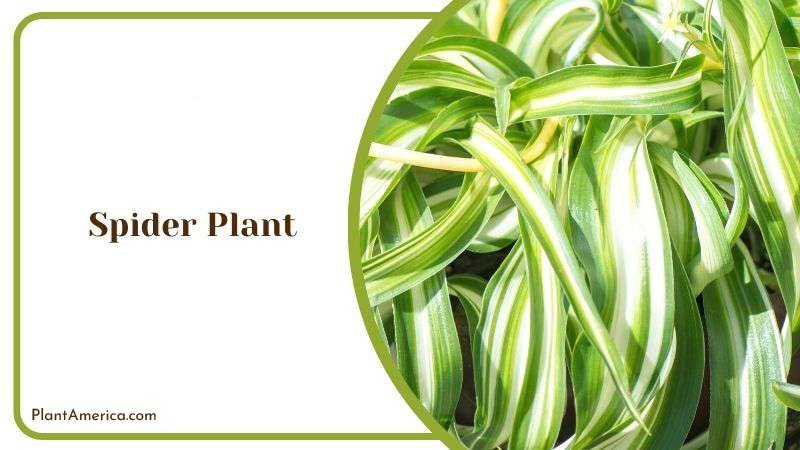 Spider Plant Plant America 1