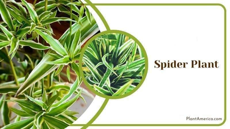 Spider Plant Plant America