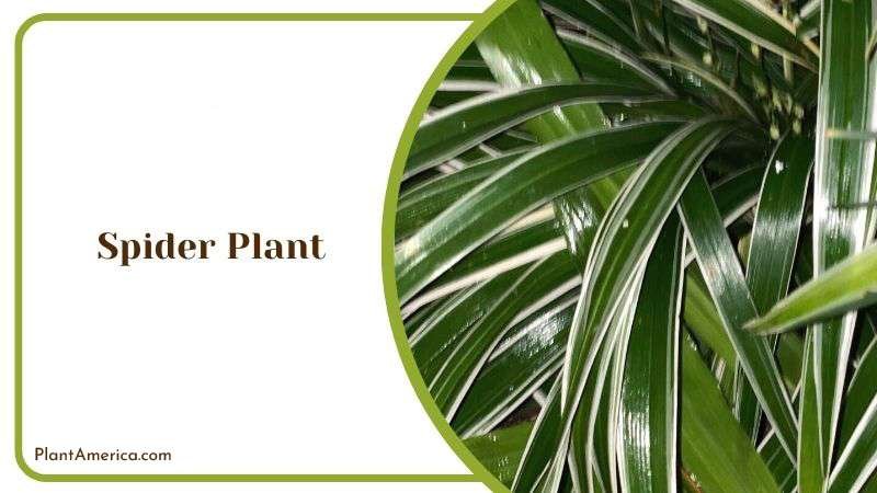 Spider Plant White Flowers Plant America Spider Plant White Flowers Plant America