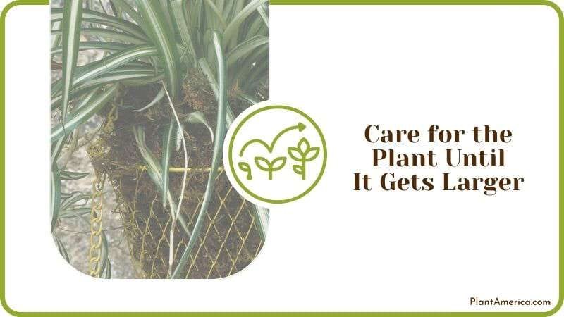Spider Plants Care Guide Plant America