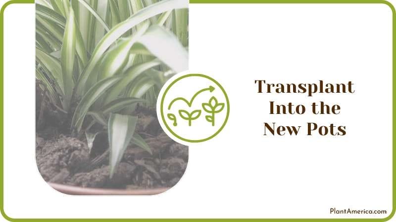 Spider Plants Transplant Into the New Pots Plant America Spider Plants Transplant Into the New Pots Plant America