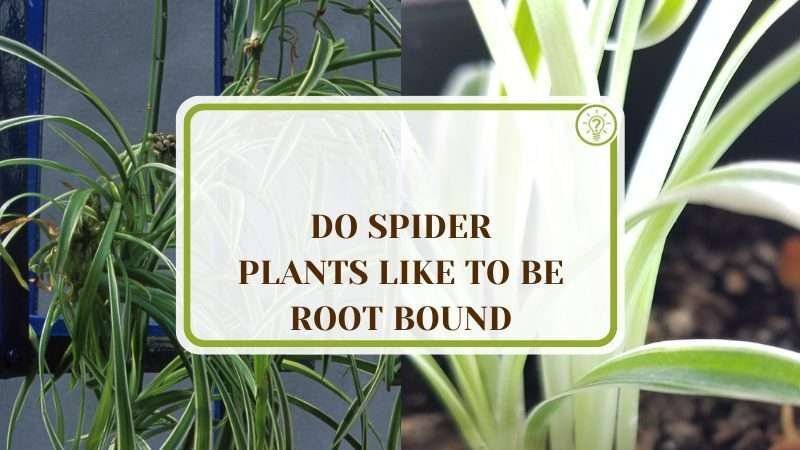 Spider Plants with Root Bound Plant America Do Spider Plants Like to Be Root Bound: Effects on Growth