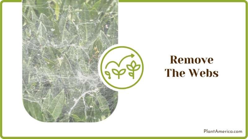 Spider Webs on Leaves Plant America