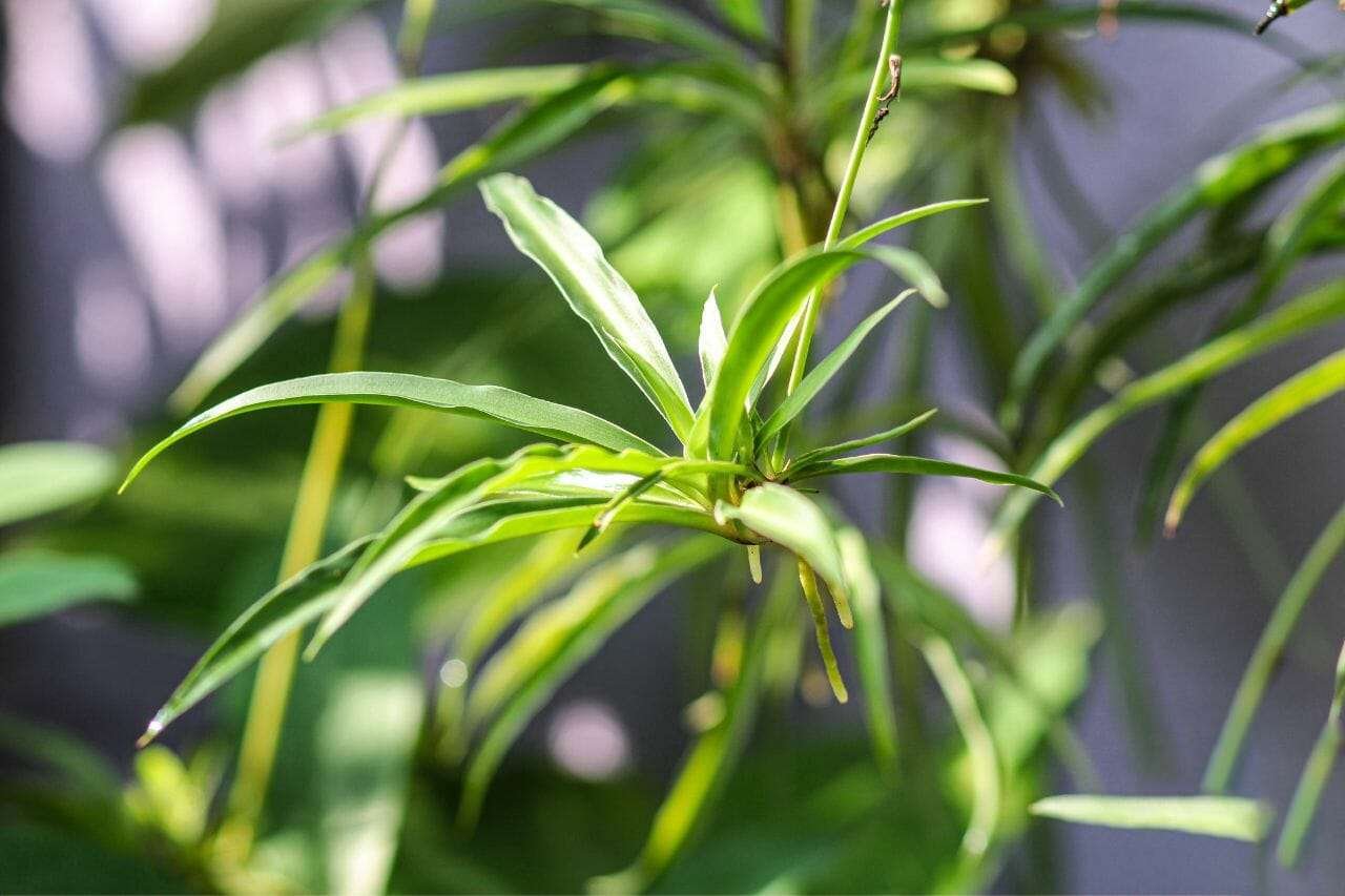 Spider plant Plant America 2 Spider plant Plant America 2