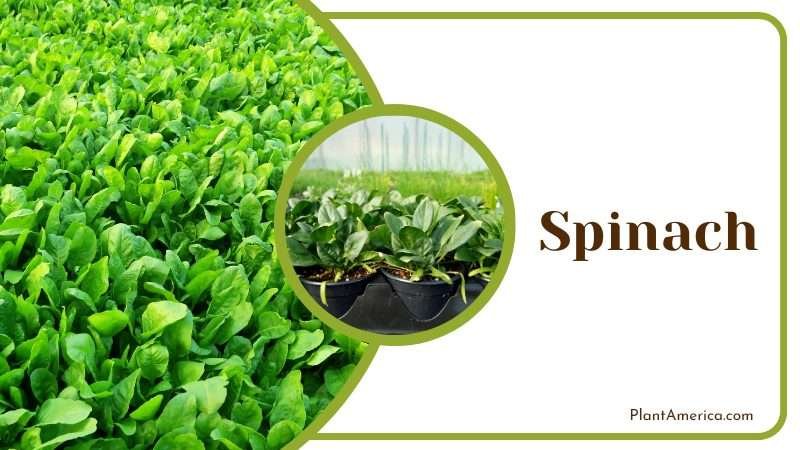 Spinach Used as a food source Plant America Spinach Used as a food source Plant America