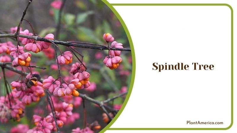 Spindle Tree Plant America
