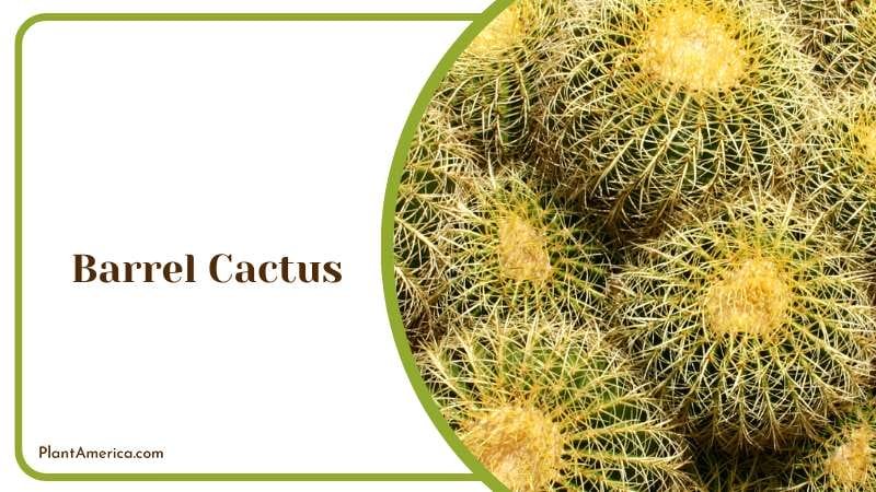 Spiny Barrel Cactus Plant America