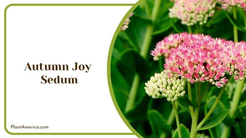 Splendid Autumn Joy Sedum Plant America Splendid Autumn Joy Sedum Plant America