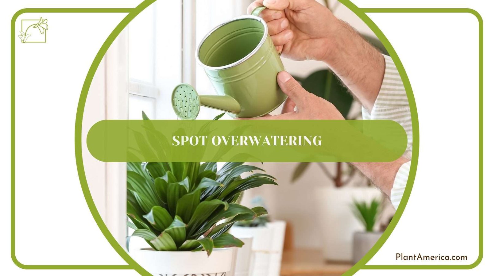 Spot Overwatering PlantAmerica