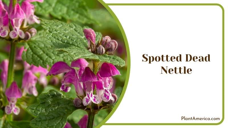 Spotted Dead Nettle Plant America Spotted Dead Nettle Plant America