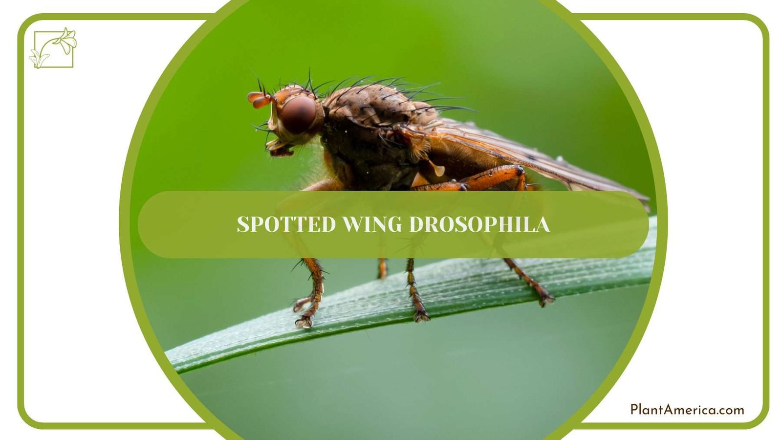Spotted Wing Drosophila PlantAmerica