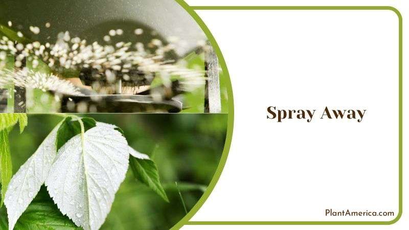 Spray Away Poison Ivy Plant Plant America