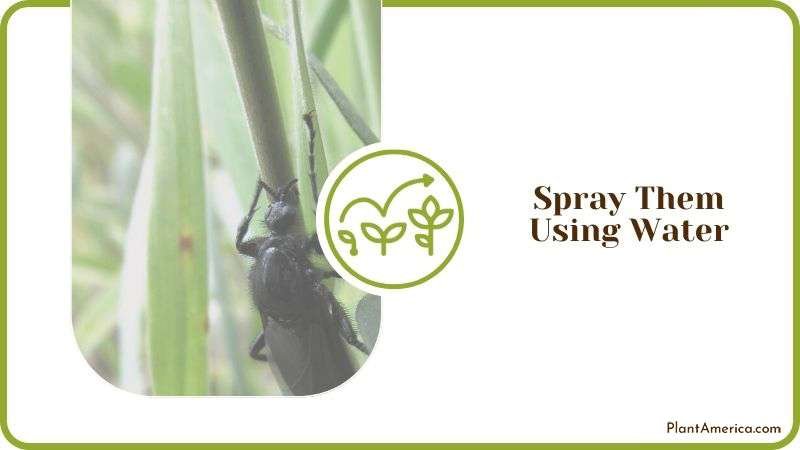 Spray Black Bugs Using Water Plant America