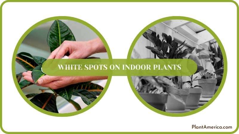 Spray Some Fungicides on Indoor Plants Plant America Spray Some Fungicides on Indoor Plants Plant America